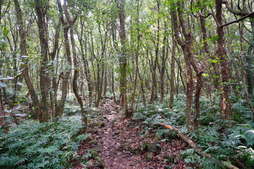fine path through wild spring forest