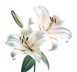 PNG Lillies flower lilies white.