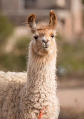 Fototapeta premium Close-up portrait of a domestic llama alpaca