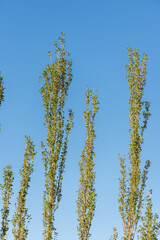 Naklejka premium small tree branches with vibrant green leaves set in a clear blue sky. Green leaves against clear blue sky with copy space for text. The image evokes a sense of growth, vitality, and hope.