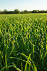 Fototapeta premium Healthy grass expanding in patterns across a large agricultural plot