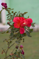 Beautiful red rose flower closeup in garden, A very beautiful red rose flower bloomed on the rose tree, Rose flower closeup, bloom flowers, Natural spring flower, Natural floral background,