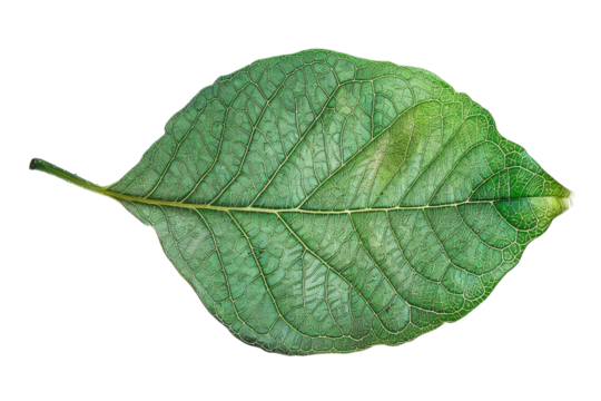 A vibrant green leaf showcasing intricate veins, highlighting nature's artistry and details against a simple white backdrop isolated on transparent background