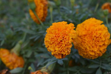 orange marigold flower blossom in garden, orange Mari Gold flowers for decorate garden, Close up of beautiful orange marigold flower. Nature, Marigold flowers bloom in the morning, Marigold