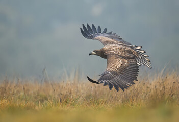 White tailed eagle ( Haliaeetus albicilla)