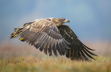 White tailed eagle ( Haliaeetus albicilla)