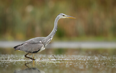 Gray heron bird ( Ardea cinerea )