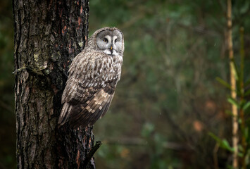 Great grey owl ( Strix nebulosa ) close up