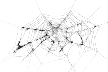 Delicate spider web intricately woven in morning light, showcasing nature's artistry and the beauty of resilience in an urban garden isolated on transparent background