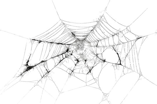Delicate spider web intricately woven in morning light, showcasing nature's artistry and the beauty of resilience in an urban garden isolated on transparent background