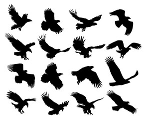 Big set silhouettes of wild eagles in flight.
