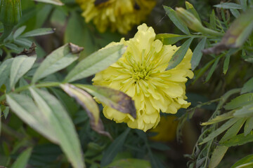 Yellow marigold flower blossom in garden, Yellow Mari Gold flowers for decorate garden, Close up of beautiful Yellow marigold flower. Nature, Marigold flowers bloom in the morning, Marigold
