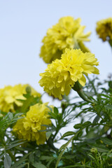 Yellow marigold flower blossom in garden, Yellow Mari Gold flowers for decorate garden, Close up of beautiful Yellow marigold flower. Nature, Marigold flowers bloom in the morning, Marigold