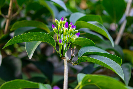 A pinkish-purple flower bud of garlic vine (Mansoa alliacea, Mansoa hymenaea), also known as ajo sacha. This photo was taken in Myanmar with a high-resolution camera.
