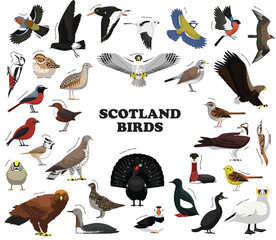 Scotland Birds Set Vector Collection