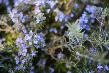 floral background of rosemary tree in bloom