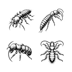 Obraz premium termite