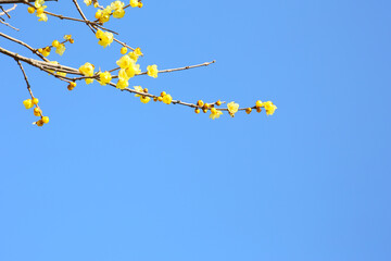blooming yellow wintersweet and a blue sky
