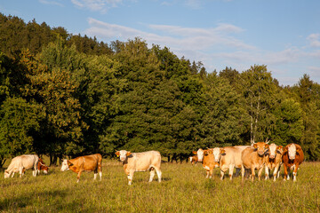 Kühe auf der Weide