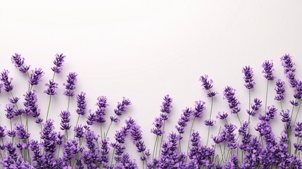 Lavender floral border on a white background with a clean and elegant feel for design projects