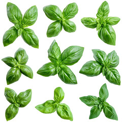 Fresh basil leaves pattern on red background