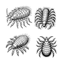 head lice