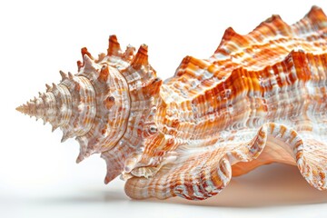 A stunning conch shell resting gracefully on a clean white surface, showcasing intricate colors and textures in perfect clarity isolated on transparent background