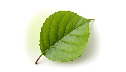 green leaf isolated