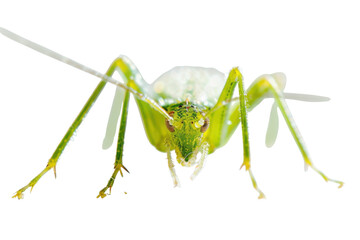 Close-up of a vibrant green grasshopper perched delicately on a soft white surface, showcasing intricate details and textures during daylight isolated on transparent background