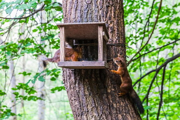 50th Anniversary of October Park on the banks of the Ramenka River with squirrel feeders in Moscow, Russia