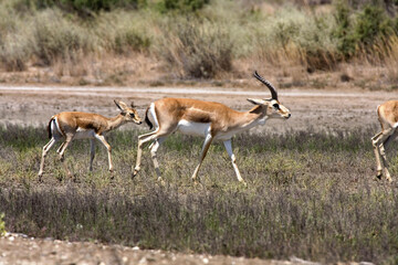 Gazelle grazing among dry grass in a desert area. Even-toed mammals, Azerbaijan.