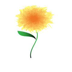 sunflower isolated on white