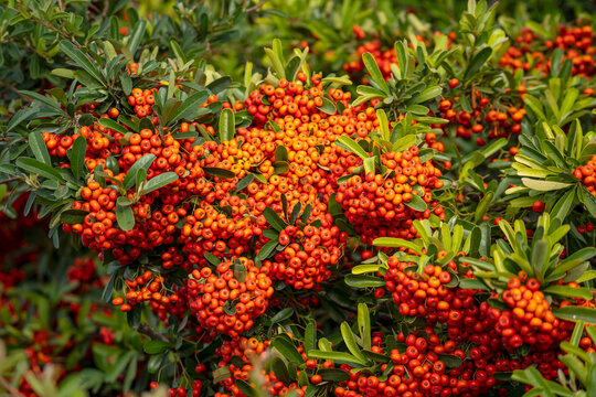 Close-up of Narrowleaf Firethorn (Pyracantha angustifolia)