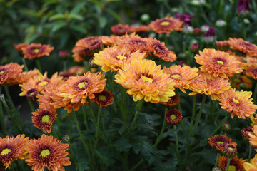 orange and red flowers called Chrysanthemum or Florist's Mum or mums flowers, Flowering Red orange chrysanthemums in autumn garden, orange chrysanthemum, Red orange chrysanthemum flower closeup shot