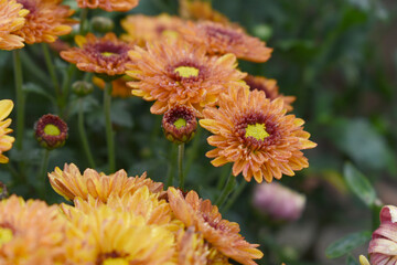 orange and red flowers called Chrysanthemum or Florist's Mum or mums flowers, Flowering Red orange chrysanthemums in autumn garden, orange chrysanthemum, Red orange chrysanthemum flower closeup shot