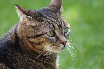 close up portrait of a cat