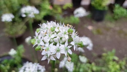 High-Quality Morning Photo of Blooming White Flower Allium Tuberosum During Rain – Fresh and Beautiful Nature Photography for Floral and Botanical Projects