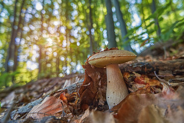 Boletus mushroom close-up in the sunny summer forest. Delicious and nutritious edible mushroom in...