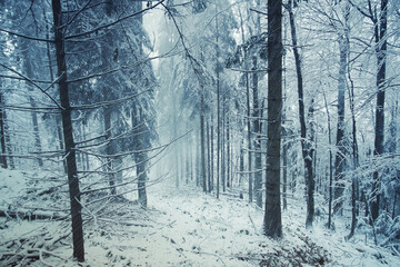 A serene winter forest scene with snow-covered trees standing tall, creating a mystical pathway that fades into the misty distance. The ground is blanketed in a thick layer of snow