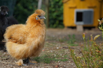 Chicken and henhouse