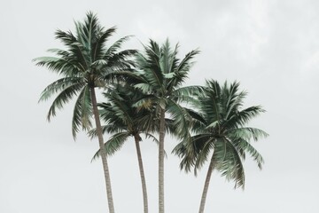 Obraz premium Three Palm Trees On A White Background