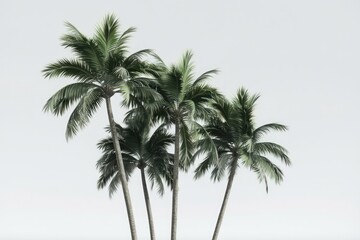 Obraz premium Three Palm Trees On A White Background
