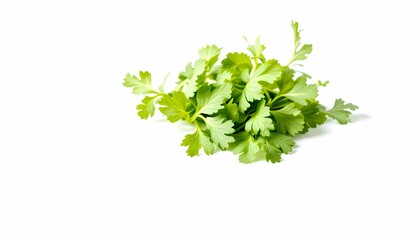 Fresh Parsley Sprigs Bunch Isolated on White Background