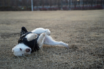 A white dog wearing a black jacket in winter is rolling around in a field and having fun