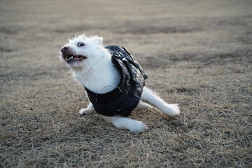 A white dog wearing a black jacket is walking in a field in winter