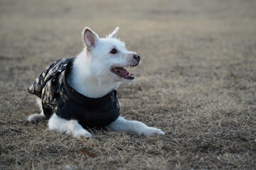 Fototapeta premium A white dog wearing a black jacket in winter is rolling around in a field and having fun
