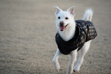 A white dog wearing a black jacket is walking in a field in winter