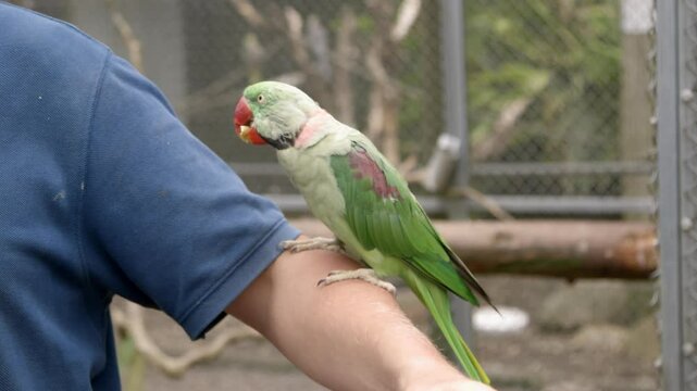 A person interacts with a parrot. Zookeeper caring for a green-cheeked conure. The Parrot Place, Kerikeri, New Zealand