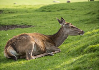 Fototapeta premium Adorable Fawn Resting on Lush Green Grass - Peaceful Wildlife Scene