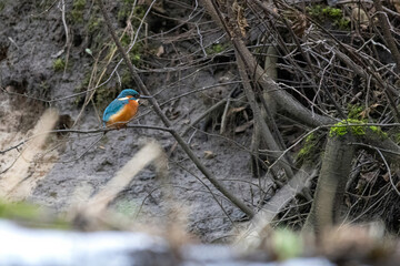 Kingfisher (Alcedo atthis) in winter